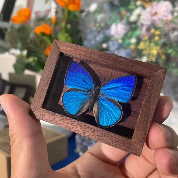 Azeluo gray butterfly MINI solid wood walnut pocket photo frame birthday gift girlfriend gift real butterfly specimen - image 1