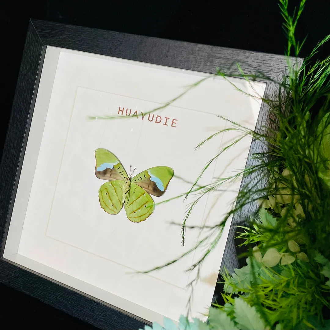 Nessae hewitsoni real butterfly specimen creative birthday gift girlfriend home photo frame - image 2