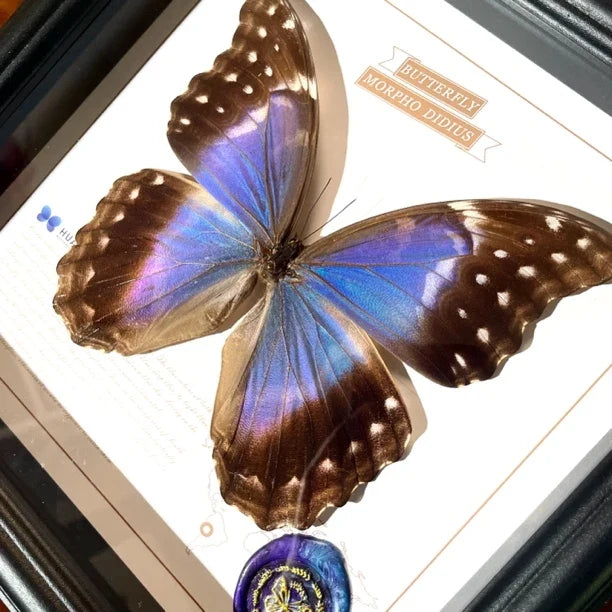 Glass boutique Nordic decorative butterfly photo frame painted blue friend creative gift living room premium ornament photo frame