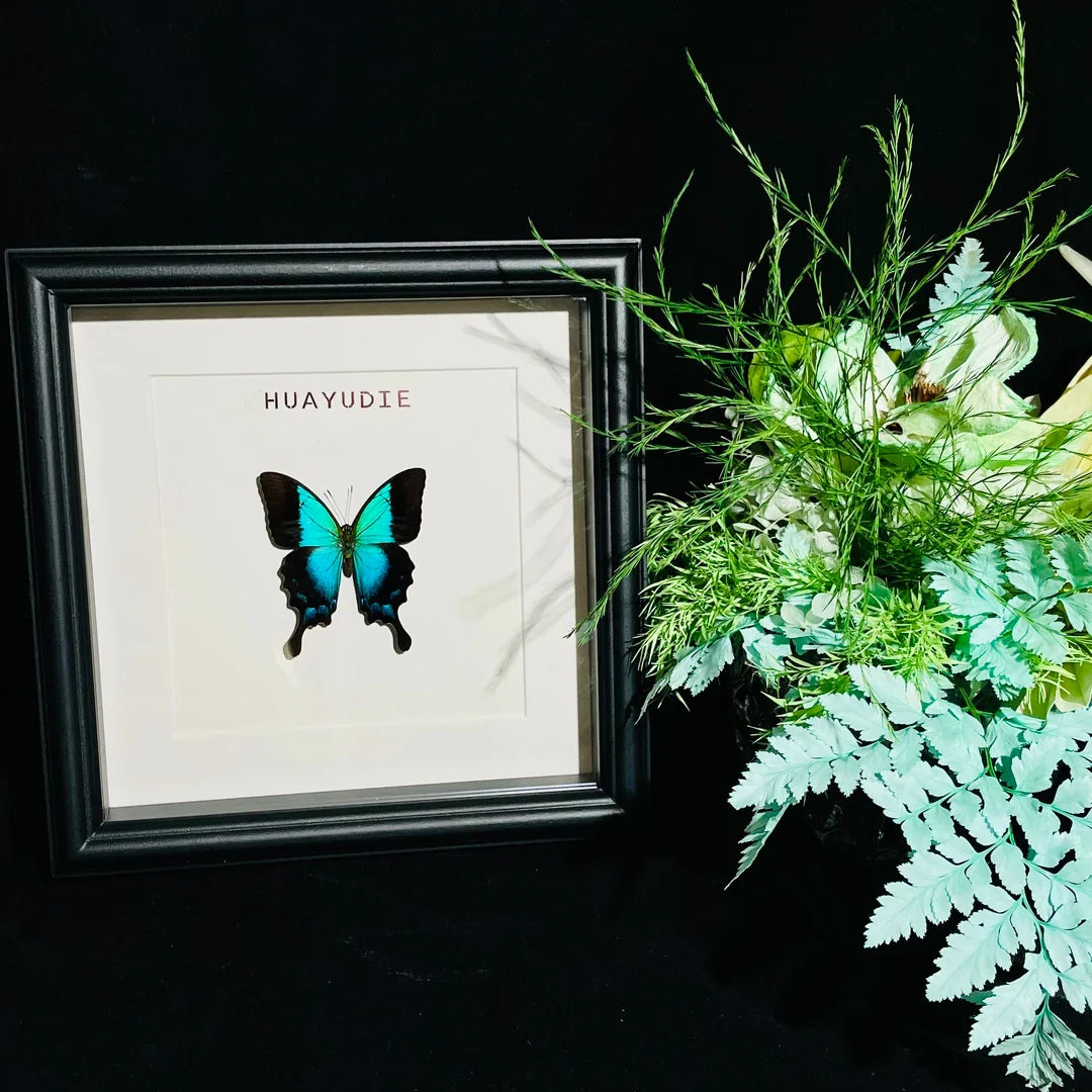 Blue Moon Papilio Papilio pericles birthday girlfriend best friend creative gift butterfly specimen photo frame - image 4