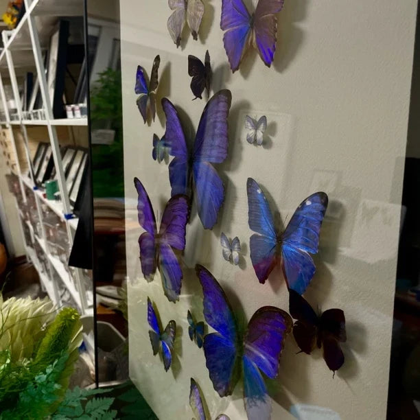 "Sparkling Light" Butterfly decorative art Imported Real Butterfly Entrance Sofa Background Wall decorative art Best Friend Anniversary Gift - image 4