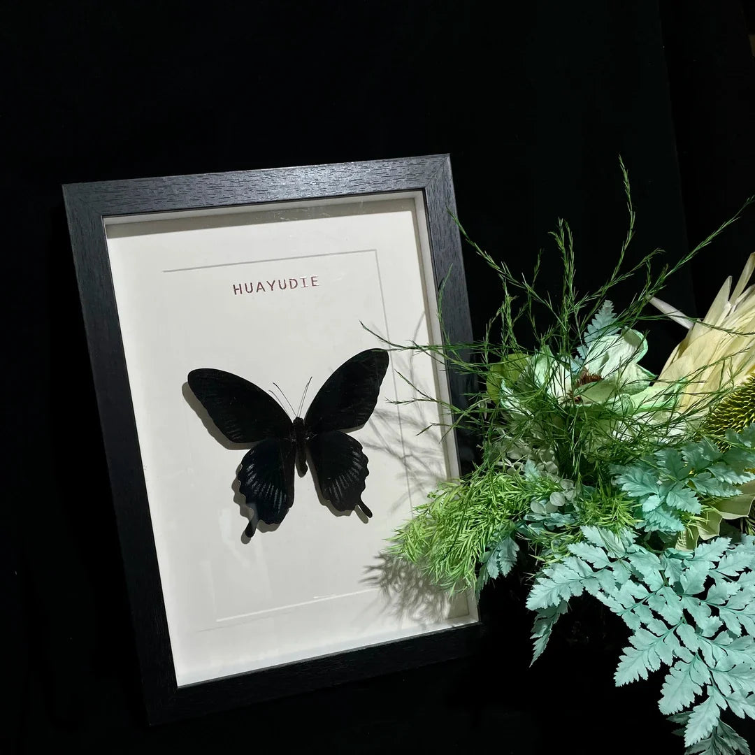 Papilio deiphobus real butterfly specimen birthday gift creative home goodies photo frame - image 2