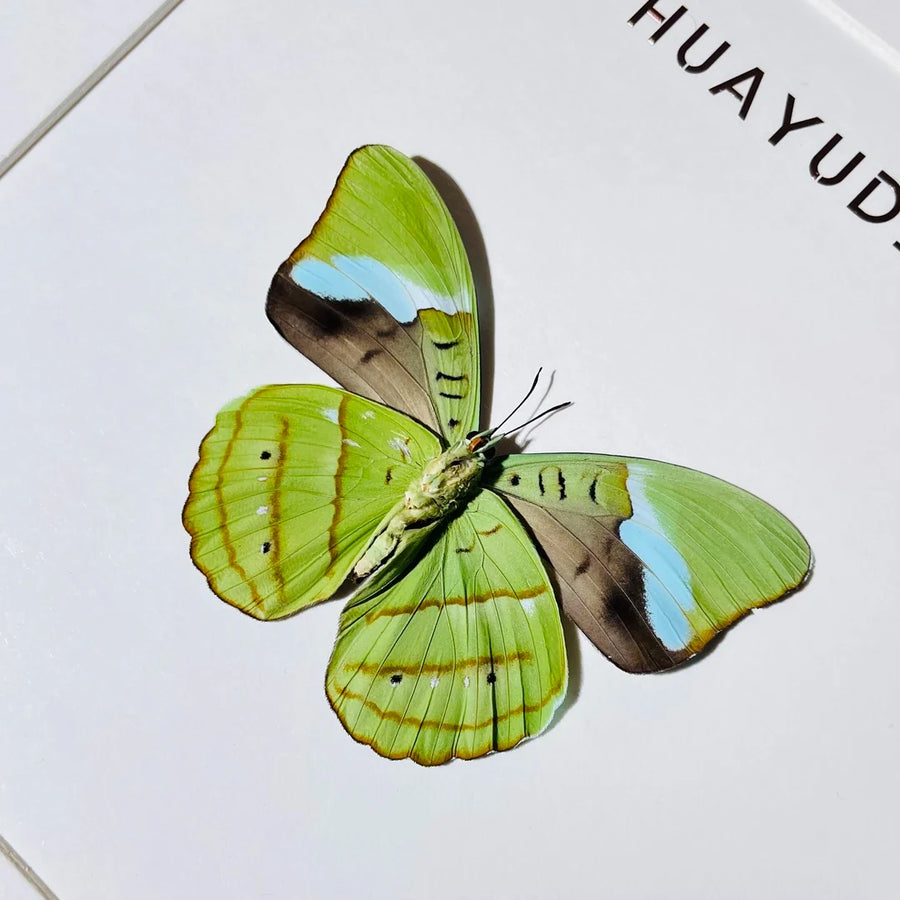 Nessae hewitsoni real butterfly specimen creative birthday gift girlfriend home photo frame