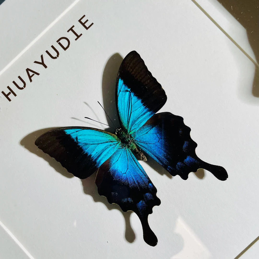 Blue Moon Papilio Papilio pericles birthday girlfriend best friend creative gift butterfly specimen photo frame - image 1