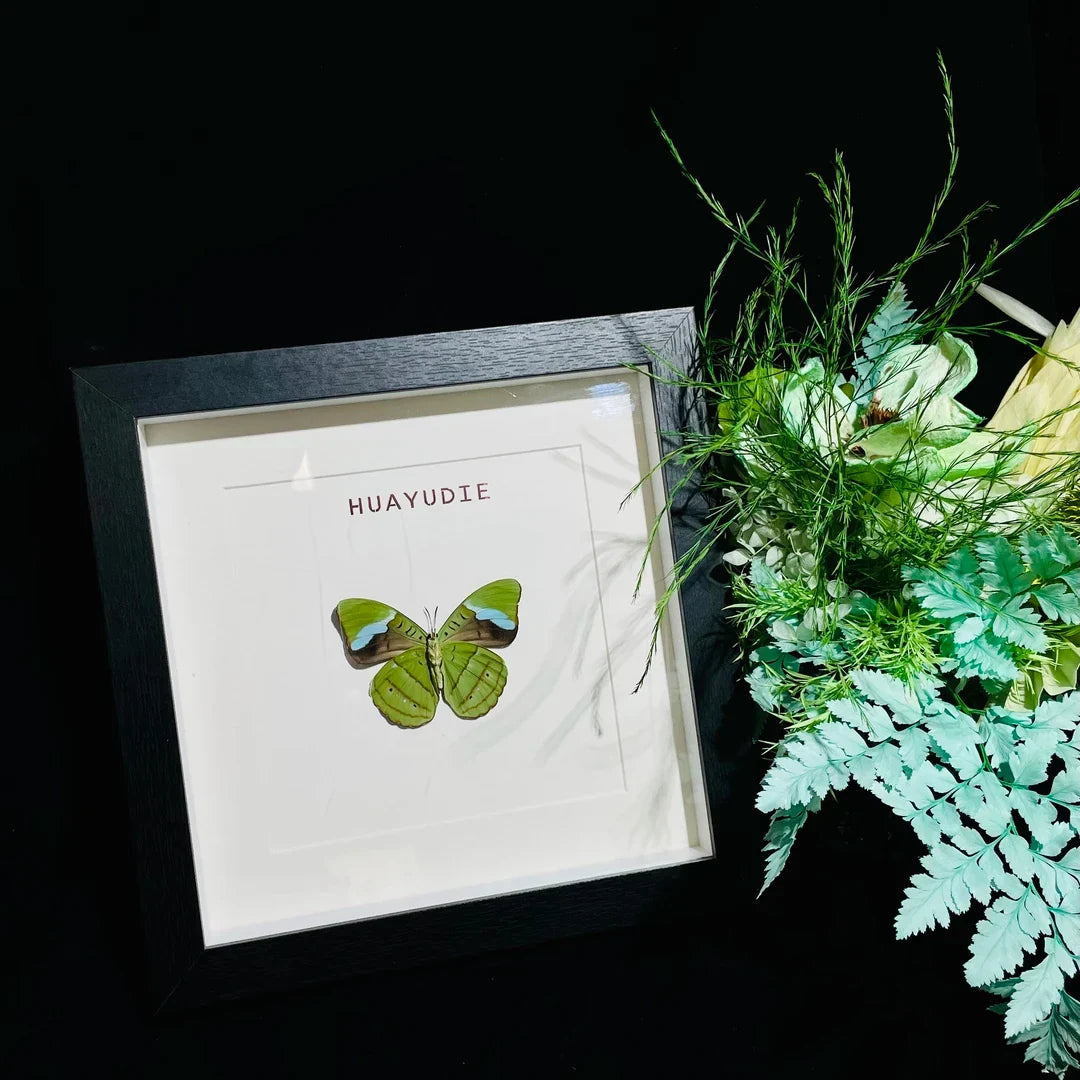 Nessae hewitsoni real butterfly specimen creative birthday gift girlfriend home photo frame - image 4