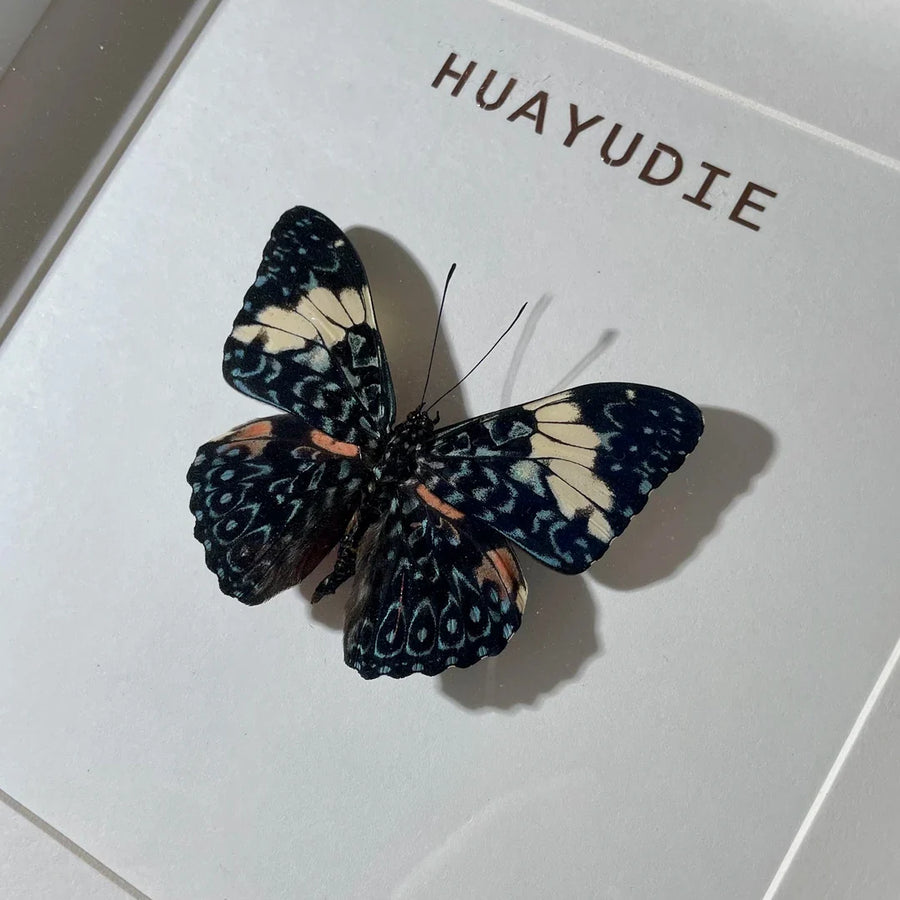 Toad butterfly real butterfly specimen birthday gift creative gift girlfriend gift home good things butterfly photo frame