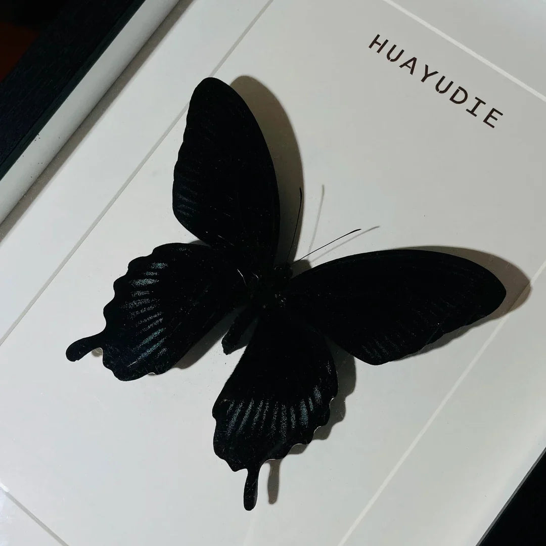 Papilio deiphobus real butterfly specimen birthday gift creative home goodies photo frame - image 1
