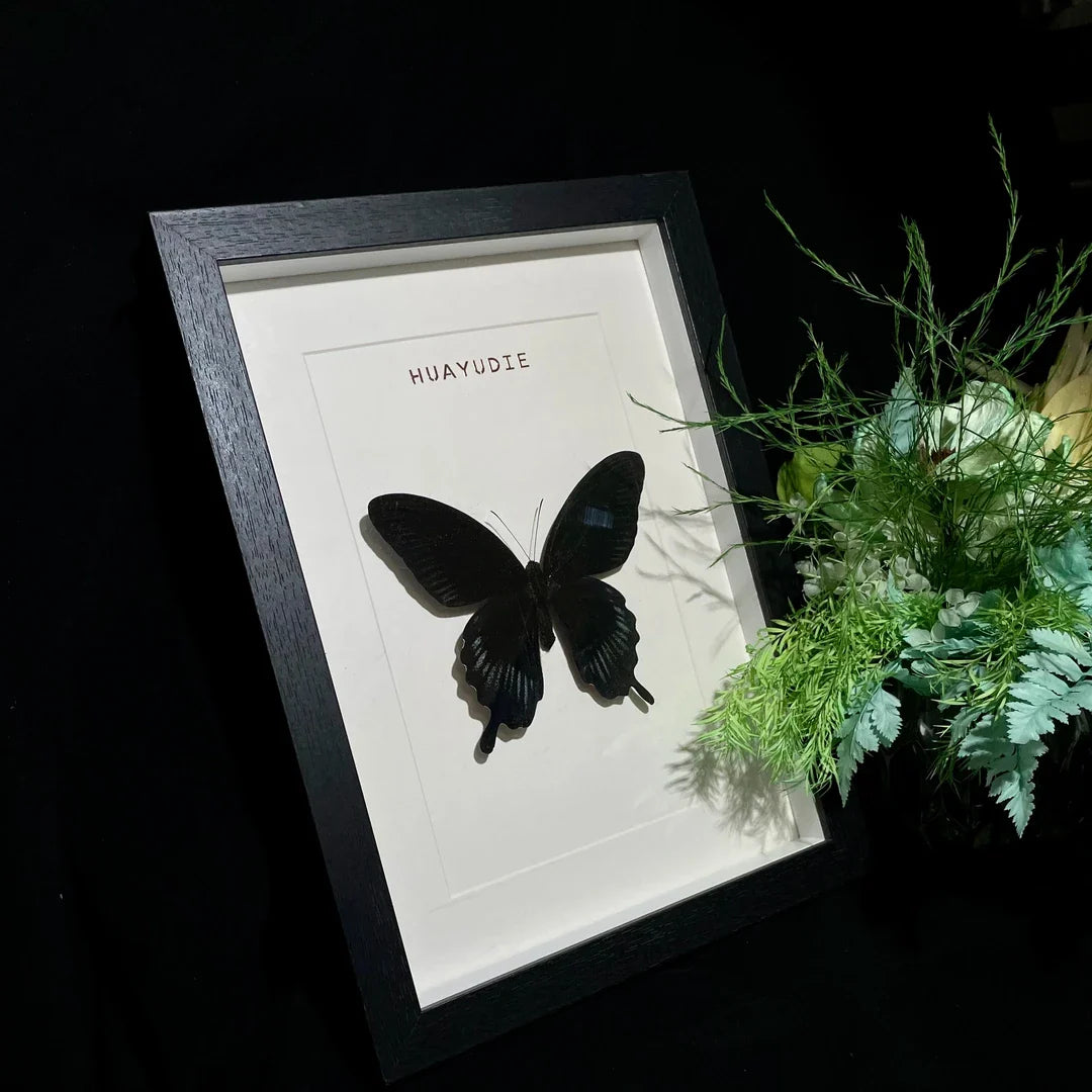 Papilio deiphobus real butterfly specimen birthday gift creative home goodies photo frame - image 4