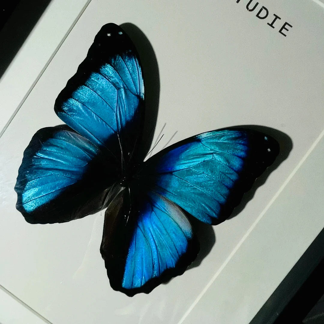 premium light luxury decorative art, living room decoration, atmospheric butterfly wall art, Nordic creative gift, home glass photo frame - image 1