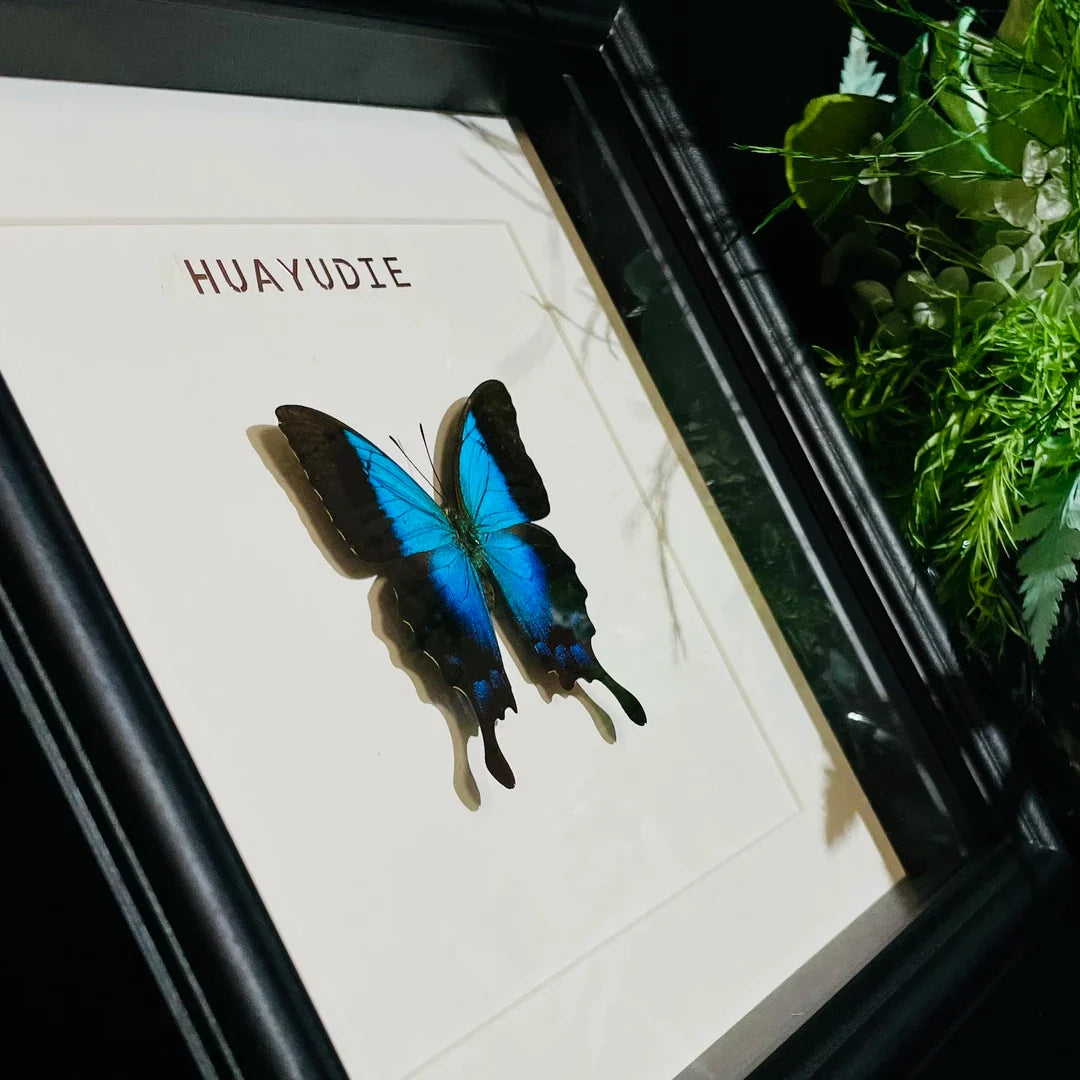 Blue Moon Papilio Papilio pericles birthday girlfriend best friend creative gift butterfly specimen photo frame - image 5