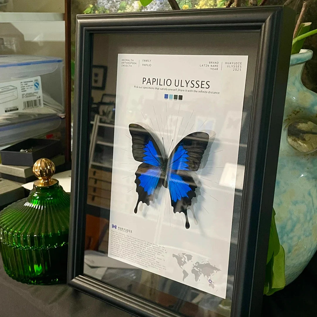 Paradise Papilio Butterfly Photo Frame Specimen Black Original Butterfly Finished Display Frame Gift Ornament Light Luxury Home Goods - image 3