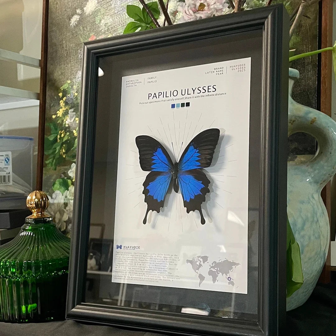 Paradise Papilio Butterfly Photo Frame Specimen Black Original Butterfly Finished Display Frame Gift Ornament Light Luxury Home Goods - image 4