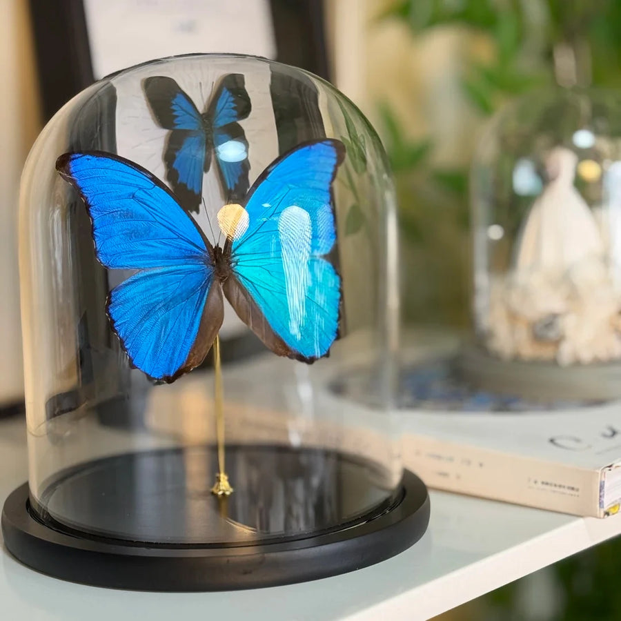 decorative art Morpho didius butterfly specimens for light luxury gifts creative gifts living room premium butterfly glass cover