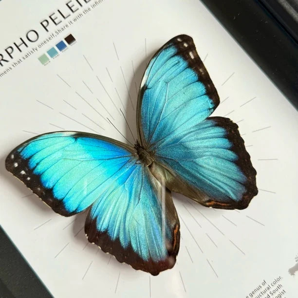 Morpho Blue Butterfly Real Butterfly Gift for Girlfriend wall art Creative Gift Living Room Butterfly Nordic Style decorative art