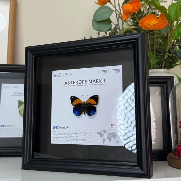 Jihuangxing Butterfly customized butterfly specimen premium gift decorative art three-dimensional gift for girlfriend and light luxury gift - image 3