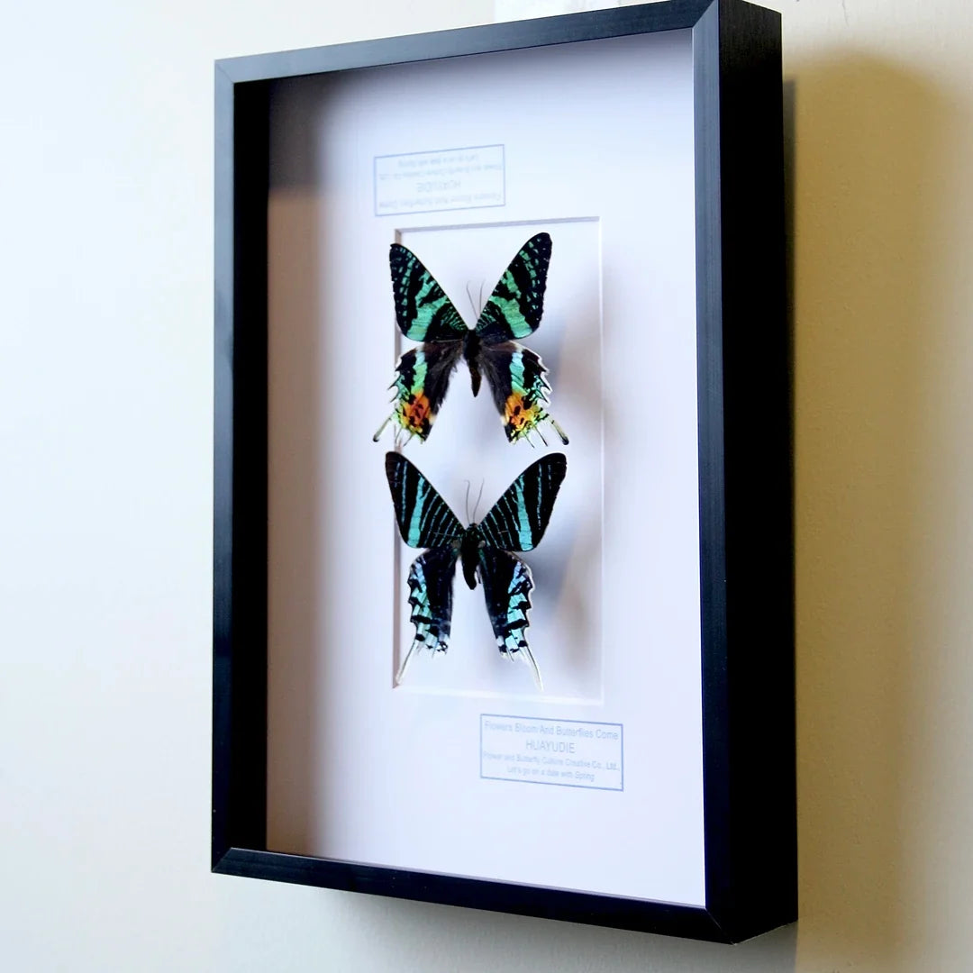 Atmospheric decorative art moon moth butterfly specimen real butterfly gift ornaments light luxury gift real butterfly photo frame - image 3
