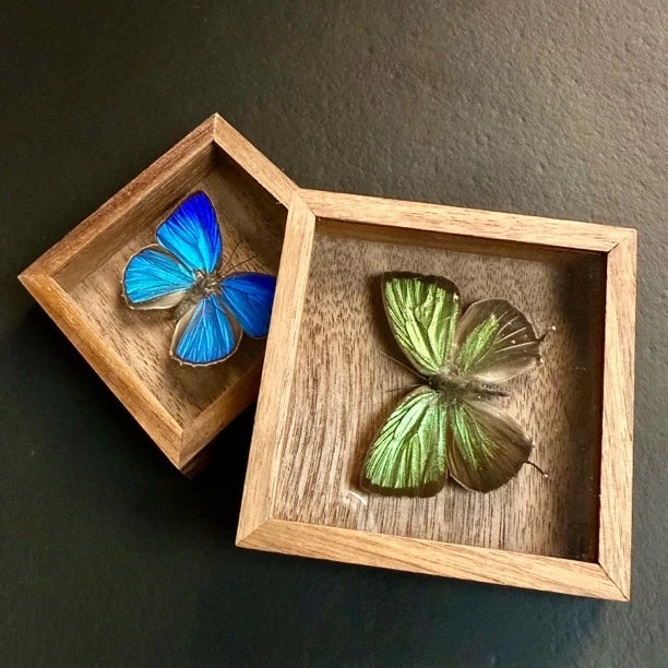 Era Gray Butterfly Real Butterfly Refrigerator Magnet Birthday Gift for Girlfriend and Best Friend Home Butterfly Mini Photo Frame - image 1