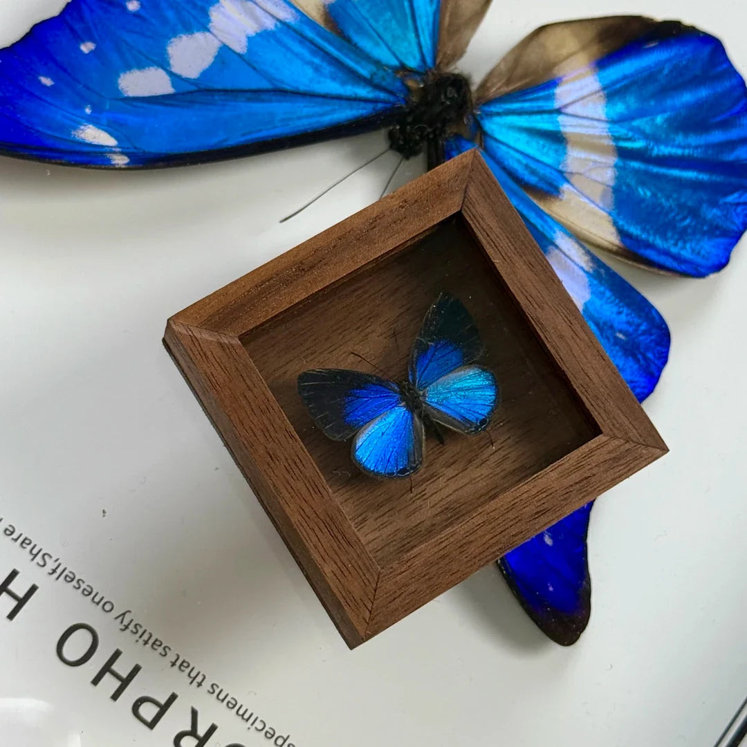 Elegant Gray Butterfly Pocket Butterfly Glass Real Butterfly Specimens Creative Gifts Valentine's Day Creative Gifts for Girlfriends - image 1