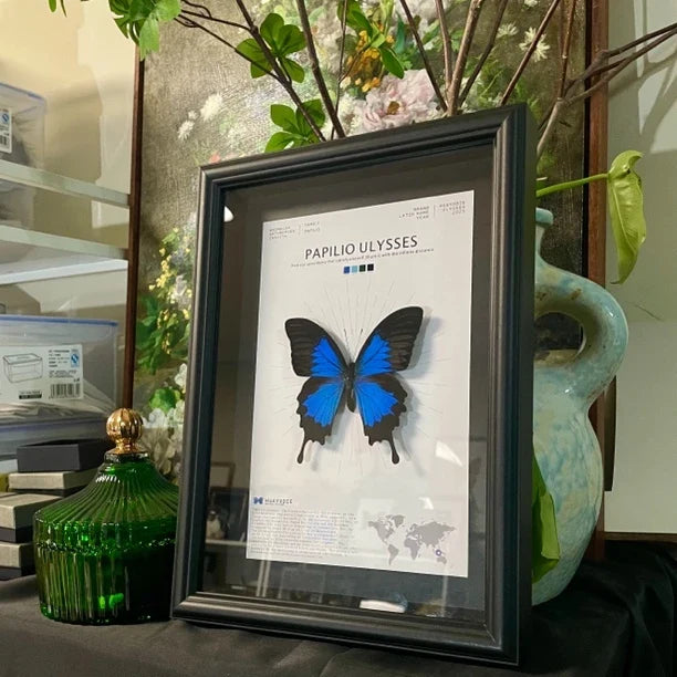 Paradise Papilio Butterfly Photo Frame Specimen Black Original Butterfly Finished Display Frame Gift Ornament Light Luxury Home Goods - image 2