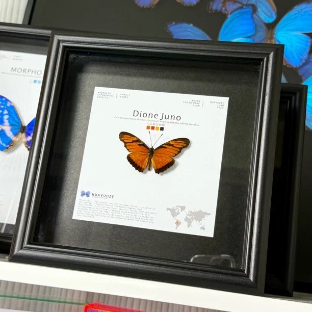Queen's silver pattern sleeve butterfly real butterfly specimen birthday gift to girlfriend and best friend creative gift home butterfly square 8 photo frames - image 2