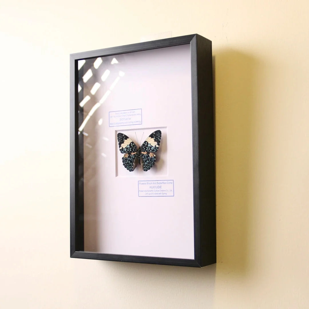 Toad butterfly real butterfly specimen birthday gift creative gift girlfriend gift home good things butterfly photo frame - image 5