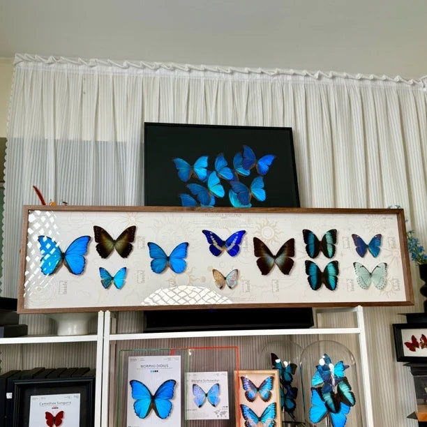 North American walnut solid wood butterfly specimen platter photo frame living room hanging decoration precious collection 120*30 cm - image 1
