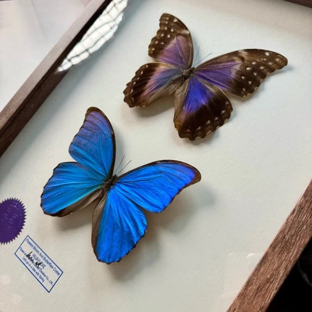 Great blue morpho butterfly male and female butterfly specimens real butterfly gifts Valentine's Day creative gifts for girlfriends gifts for besties - image 4