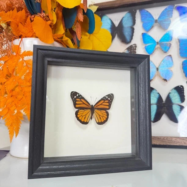 Monarch butterfly wall art Real Butterfly Specimens Creative Gifts Valentine's Day Creative Gifts for Girlfriends and Best Friends Gifts - image 4