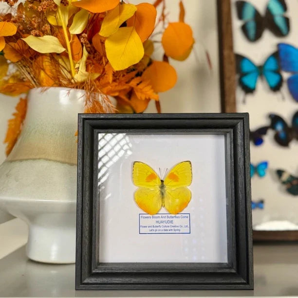 Yellow-striped white butterfly real butterfly specimen decorative art photo frame home decoration [6-inch black plexiglass square frame]