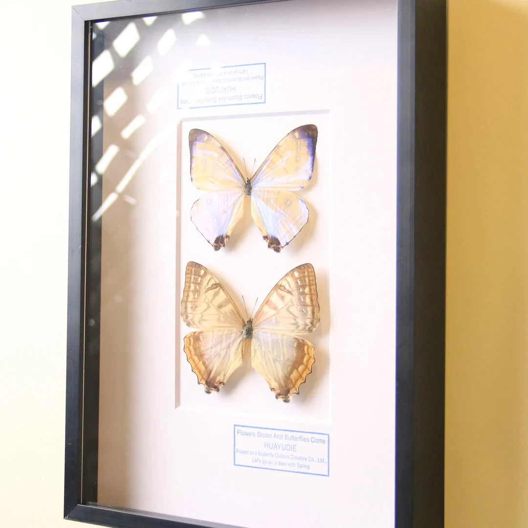 Nordic blue morpho butterfly wall art, male and female pair of butterflies, birthday specimen, creative gift for girlfriend and best friend, home butterfly photo frame - image 4