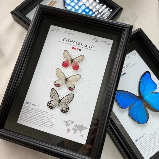 Blue morpho butterfly photo frame, black glass ornament gift, specimen painting, handmade gift, premium butterfly wall art - image 2