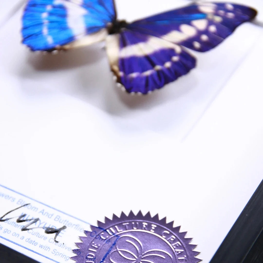 Cyprus Morpho real butterfly specimen creative gift Valentine's Day creative gift for girlfriend and best friend gift - image 4