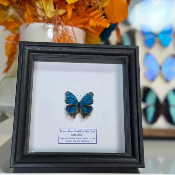 Elegant eye butterfly decoration real butterfly specimen creative gift butterfly specimen painting creative gift gift for girlfriend - image 1