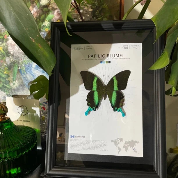 Love Goddess Papilio Real Butterfly Specimen Birthday Gift Creative Gift Girlfriend Gift Home Goods Butterfly Photo Frame - image 1