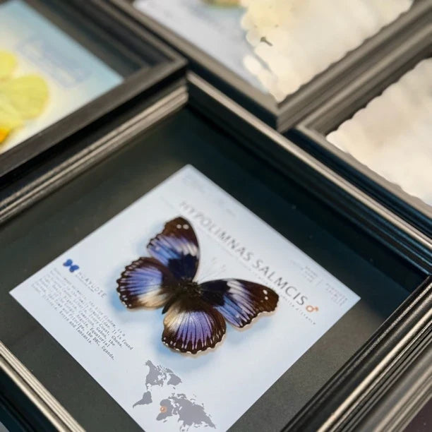 Weak water butterfly 3D three-dimensional butterfly artwork decorative art gift premium gift for girlfriend gift photo frame