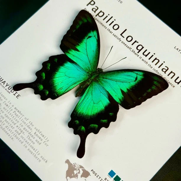 Light luxury decorative art customized black three-dimensional premium real butterfly specimen photo frame｜8-inch square butterfly photo frame - image 1