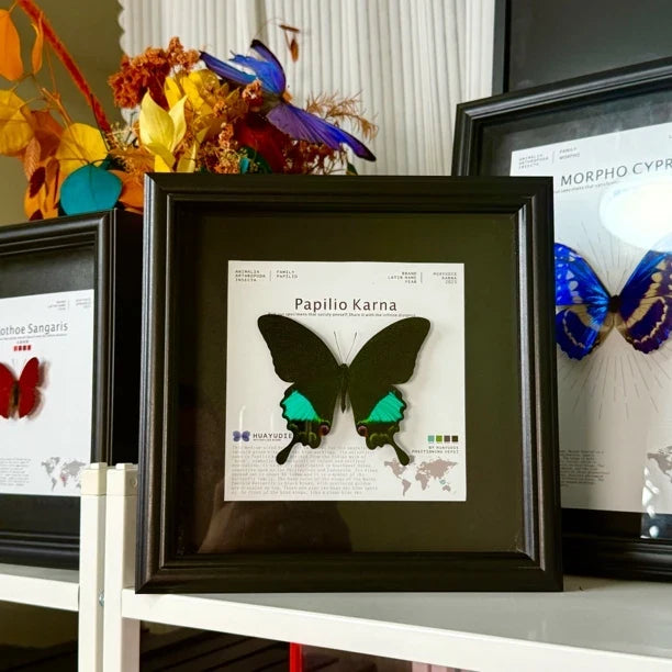 Karna Papilion butterfly real butterfly specimen birthday gift for girlfriend and best friend creative gift home butterfly square 8 photo frames - image 5