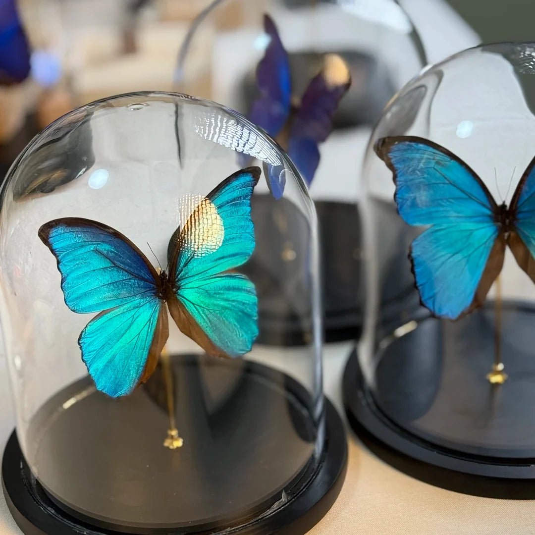 decorative art Morpho didius butterfly specimens for light luxury gifts creative gifts living room premium butterfly glass cover - image 2