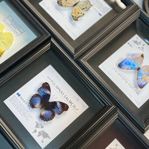 Weak water butterfly 3D three-dimensional butterfly artwork decorative art gift premium gift for girlfriend gift photo frame - image 3
