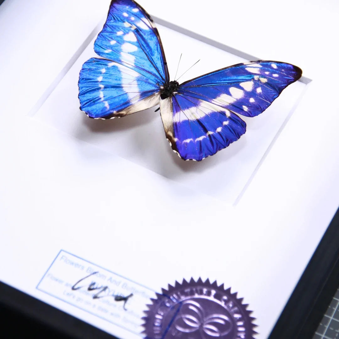 Cyprus Morpho real butterfly specimen creative gift Valentine's Day creative gift for girlfriend and best friend gift - image 1