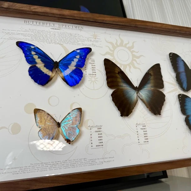 North American walnut solid wood butterfly specimen platter photo frame living room hanging decoration precious collection 120*30 cm - image 5
