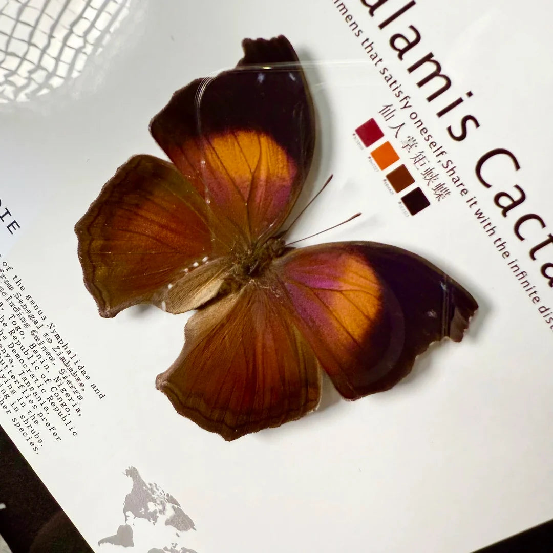 Cactus Butterfly Real Butterfly Specimen Birthday Gift for Girlfriend and Best Friend Creative Gift Home Butterfly Party 8 Photo Frames - image 1