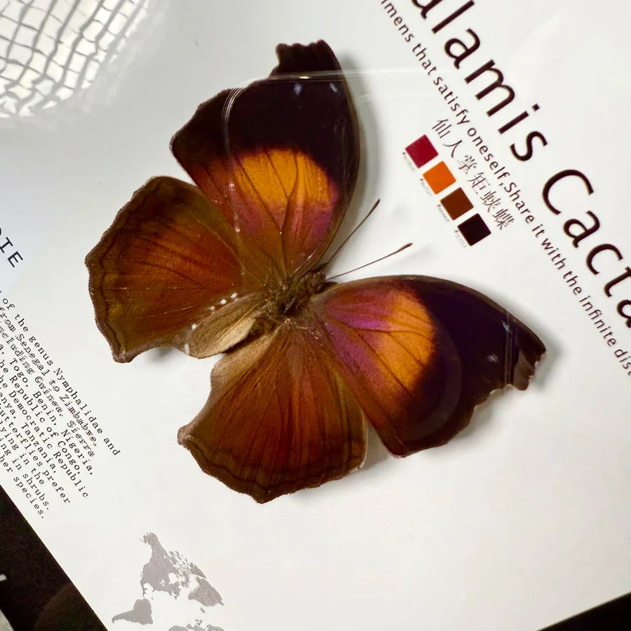Cactus Butterfly Real Butterfly Specimen Birthday Gift for Girlfriend and Best Friend Creative Gift Home Butterfly Party 8 Photo Frames