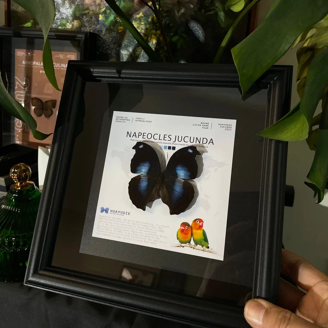 decorative art home accessories Napeoclesjucunda butterfly specimen girlfriend birthday creative gift photo frame - image 1