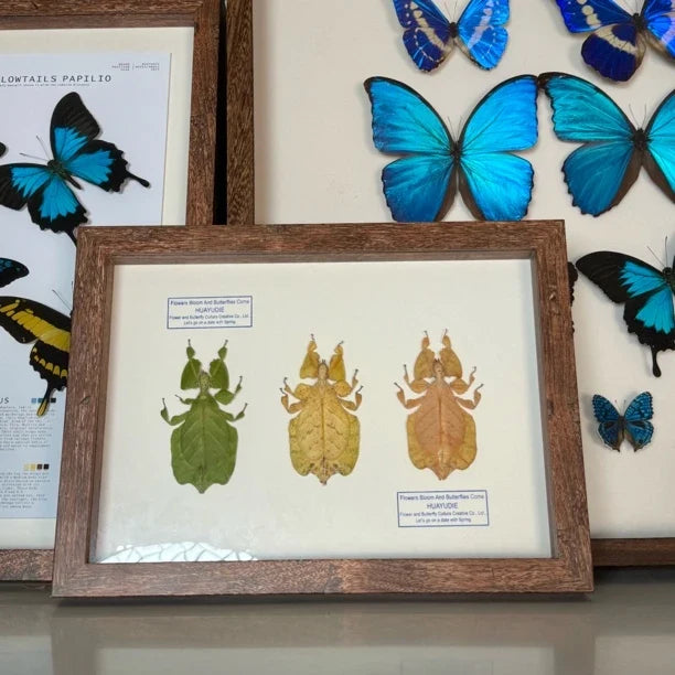Indonesian leaf insect gradient color platter butterfly birthday gift for girlfriend and best friend creative gift home butterfly A4 photo frame - image 3