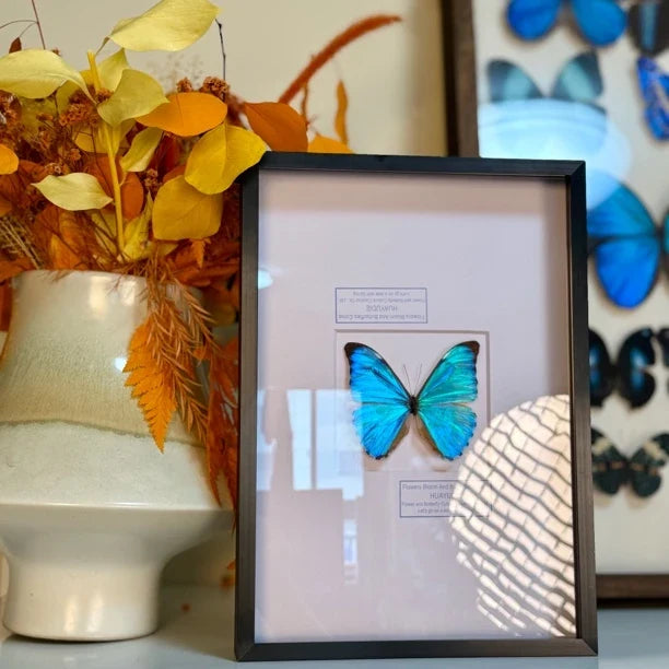 Dawn Morpho butterfly picture frame custom specimen decorative art light luxury photo frame butterfly specimen blue 8-inch picture frame - image 4