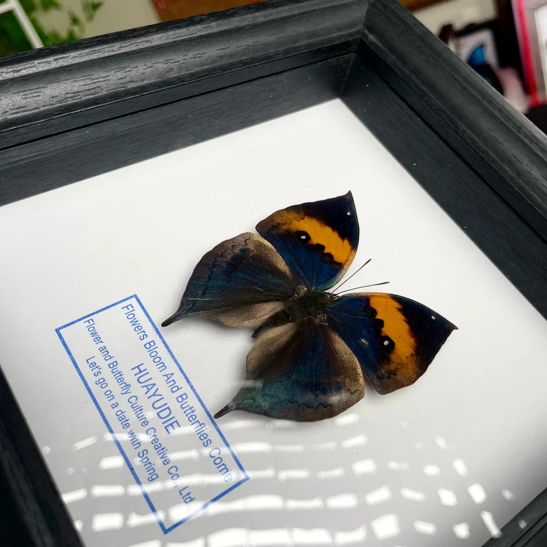 Dead Leaf Butterfly Photo Frame Real Butterfly Specimen Creative Gift Valentine's Day Creative Gift for Girlfriend Birthday Gift - image 1