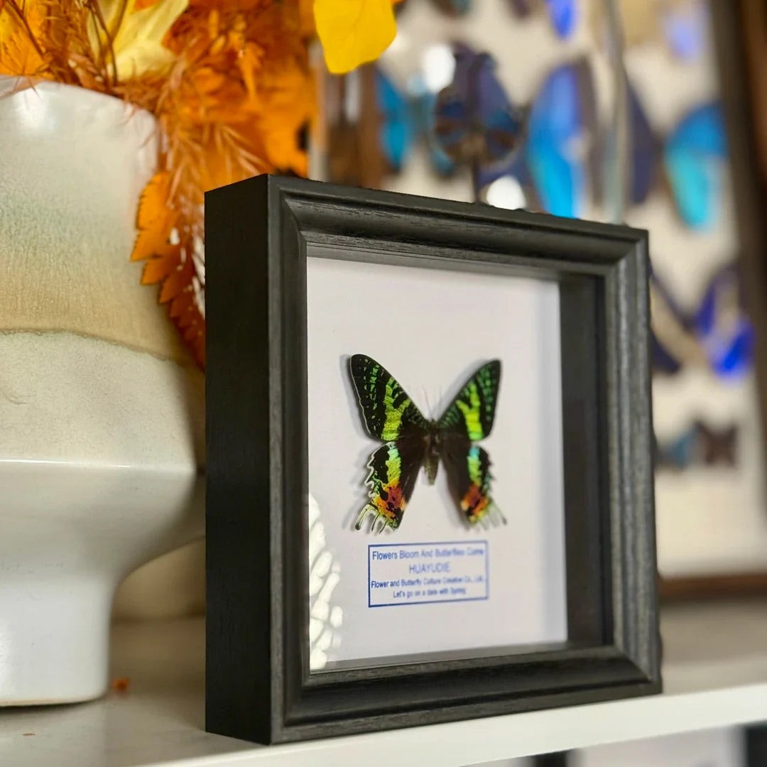Taiyang'e Home Handmade Butterfly Photo Frame Light Luxury Butterfly Advanced decorative art butterfly wall art Ornament｜Eight-inch Square - image 3