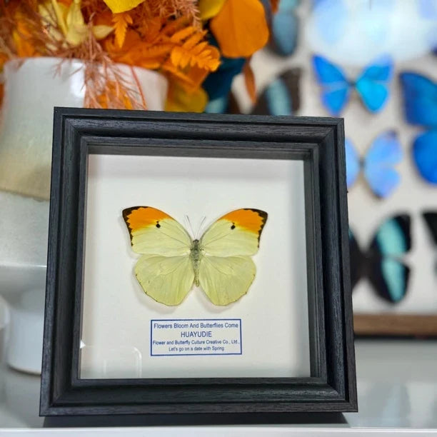 Golden-crested white butterfly, real butterfly specimen, butterfly photo frame gift, Valentine's Day creative gift for girlfriend
