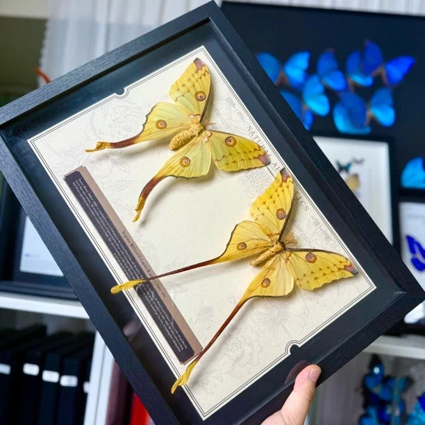 Comet Tail Silkworm Moth Real Butterfly Specimens Birthday Gift for Girlfriend Valentine's Day Creative Gift Home Butterfly A3 Photo Frame - image 4